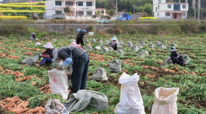 胡蘿卜種植基地里一片熱火朝天的收獲景象。