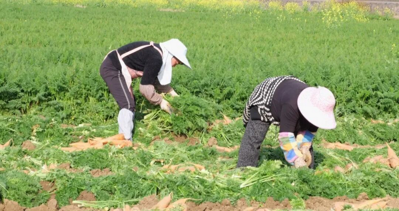 胡蘿卜種植基地里一片熱火朝天的收獲景象。