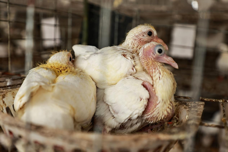 貴州印江：養鴿延鏈條 融合加工提質效。