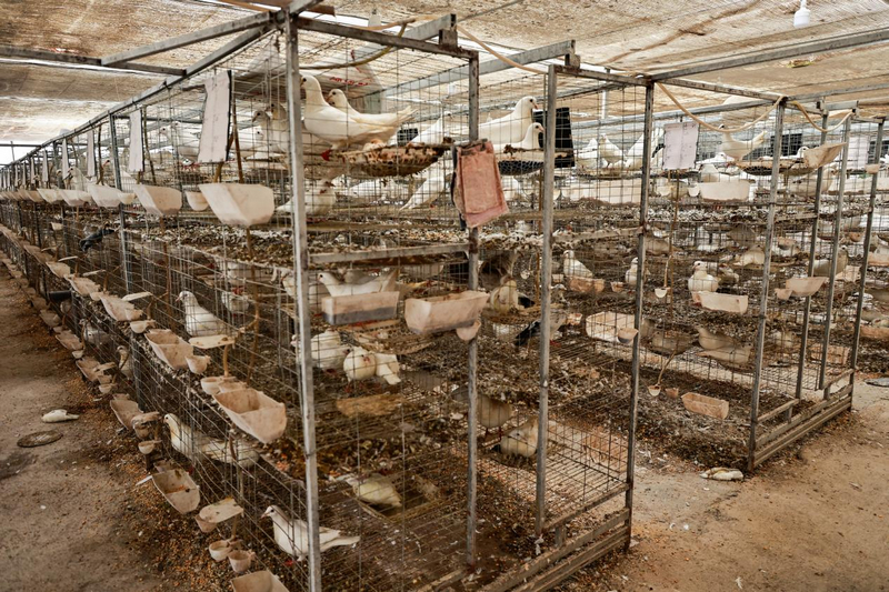 貴州印江：養鴿延鏈條 融合加工提質效。