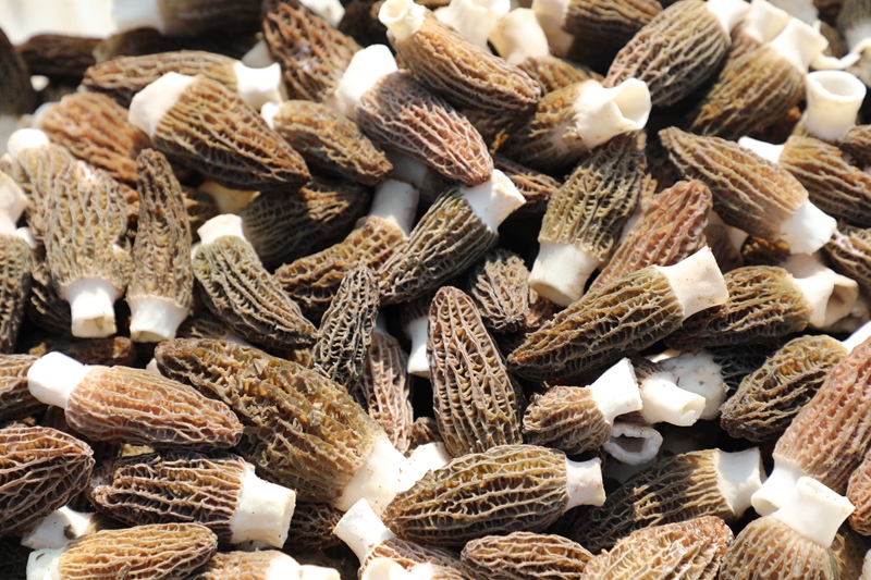 圖為：現場采收的羊肚菌 (2)