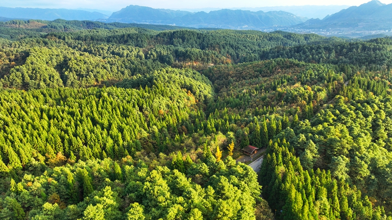 從高空俯瞰，拱攏坪的色彩盛宴壯闊又清爽！成片的翠綠杉林如墨綠綢緞般鋪展，筆挺的林冠在山間綿延起伏，盡顯蒼勁挺拔。萬飄陽攝