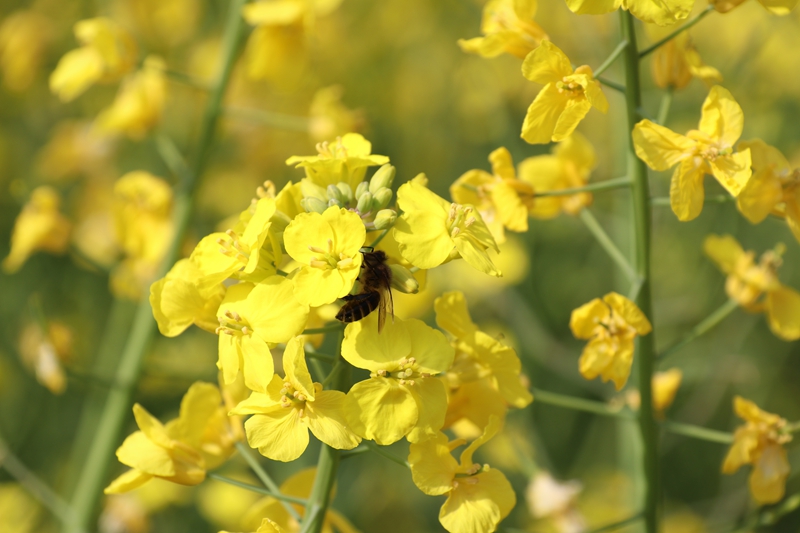 松桃麻兔村：700余畝油菜產業帶動400余戶群眾增收致富。