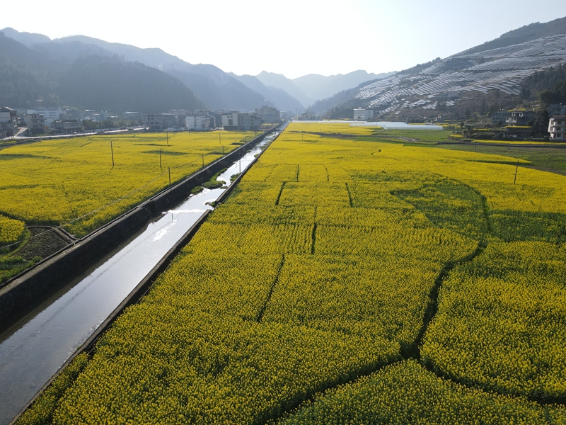 松桃麻兔村：700余畝油菜產業帶動400余戶群眾增收致富。