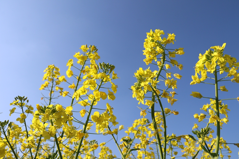 松桃麻兔村：700余畝油菜產業帶動400余戶群眾增收致富。
