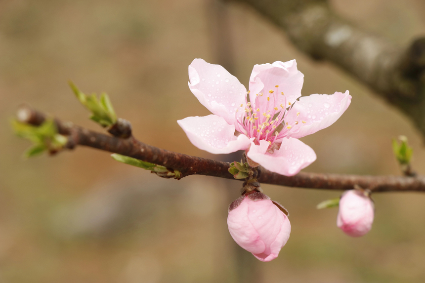 修文縣大石布依族鄉(xiāng)桃花開。
