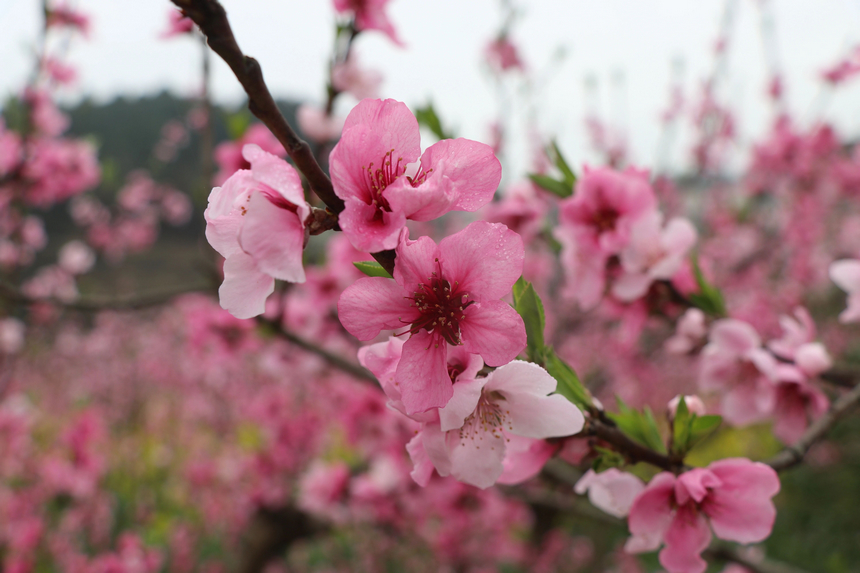修文縣大石布依族鄉(xiāng)桃花開。
