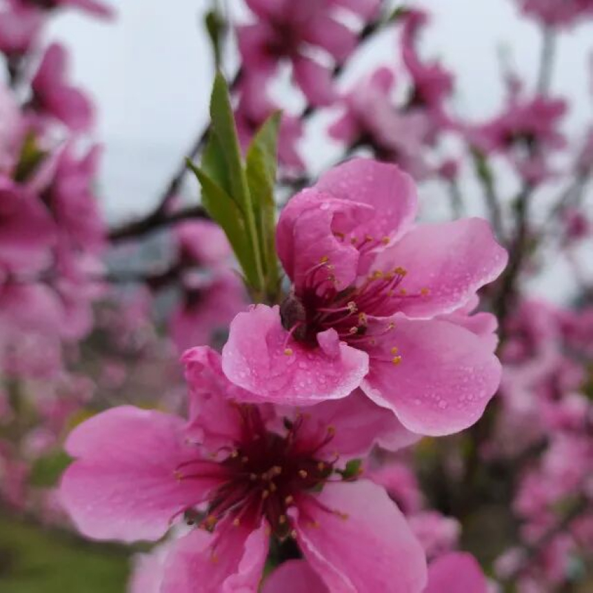 帶著露珠的桃花。