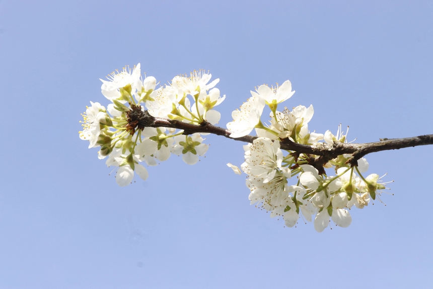 李花素雅清麗。