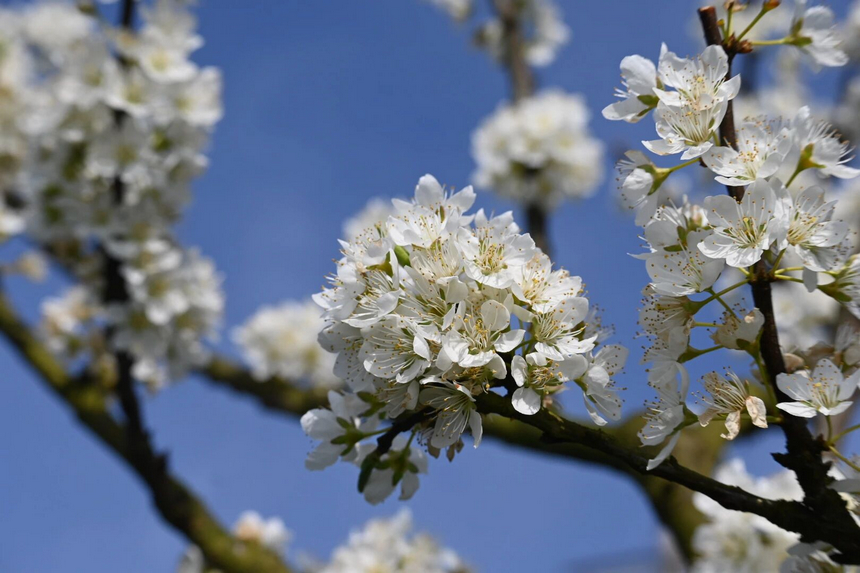 李花競相綻放。