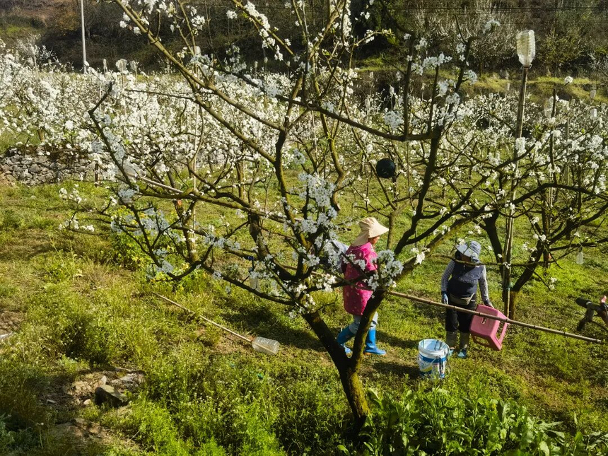 田間地頭，不少鄉親趁著晴好天氣在花間勞作，疏花、培土，為豐收打下基礎。