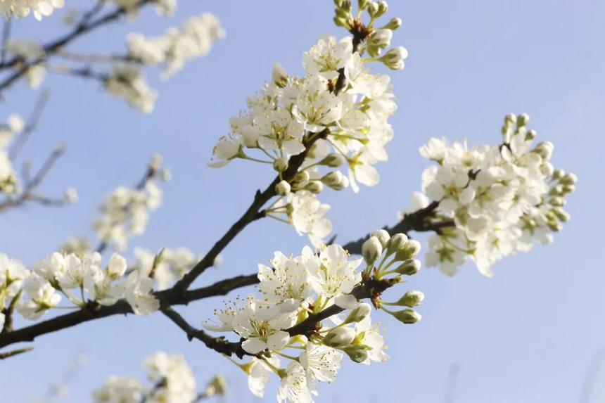 修文縣大石布依族鄉(xiāng)李花。