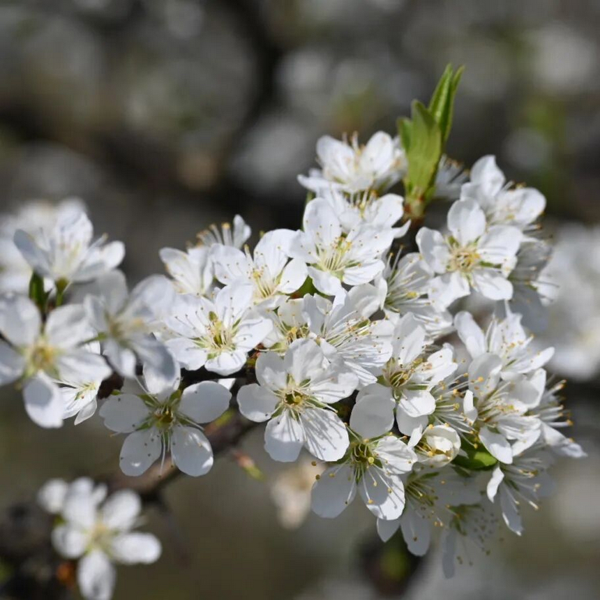 修文縣大石布依族鄉李花開。