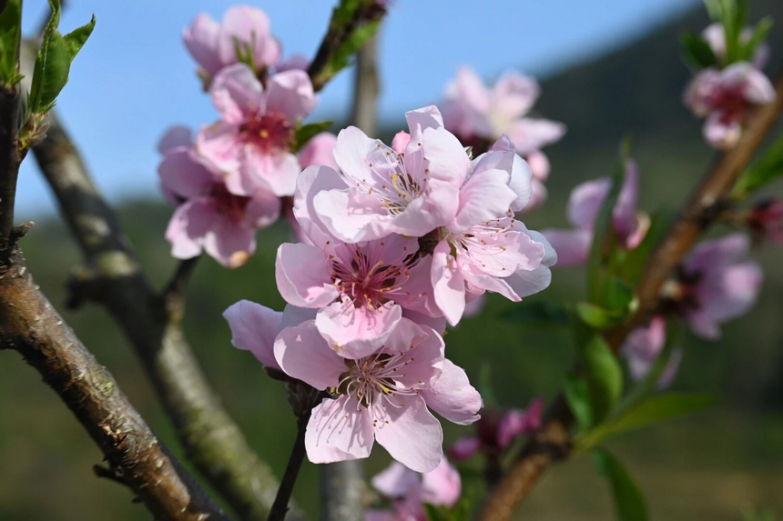 修文縣大石布依族鄉桃花開。