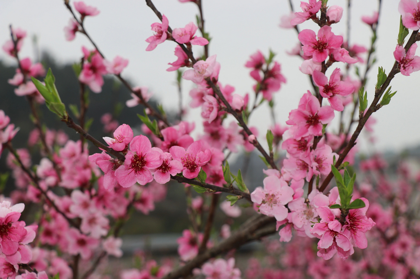 修文縣大石布依族鄉桃花粉霞滿枝。