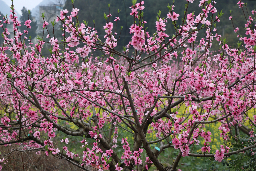 修文縣大石布依族鄉桃花競相綻放。