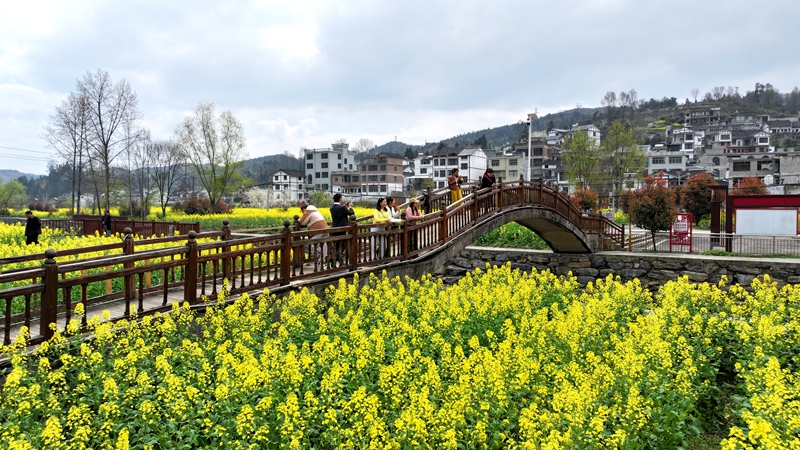 2026年3月11日，貴州省納雍縣寨樂鎮農旅融合示范園內，連綿起伏的油菜花競相綻放，將大地染成了一片金黃，繪就了一幅生機勃勃的春日畫卷。