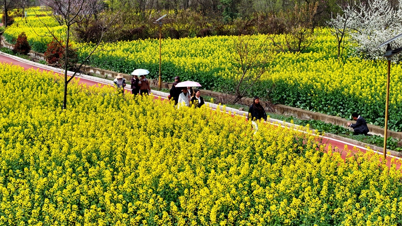 2026年3月11日，貴州省納雍縣寨樂鎮(zhèn)農(nóng)旅融合示范園內(nèi)，連綿起伏的油菜花競相綻放，將大地染成了一片金黃，繪就了一幅生機勃勃的春日畫卷。