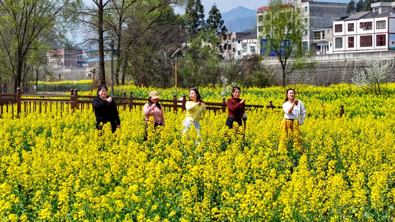 2026年3月11日，貴州省納雍縣寨樂鎮農旅融合示范園內，連綿起伏的油菜花競相綻放，將大地染成了一片金黃，繪就了一幅生機勃勃的春日畫卷。