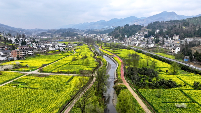 2026年3月11日，貴州省納雍縣寨樂鎮農旅融合示范園內，連綿起伏的油菜花競相綻放，將大地染成了一片金黃，繪就了一幅生機勃勃的春日畫卷。