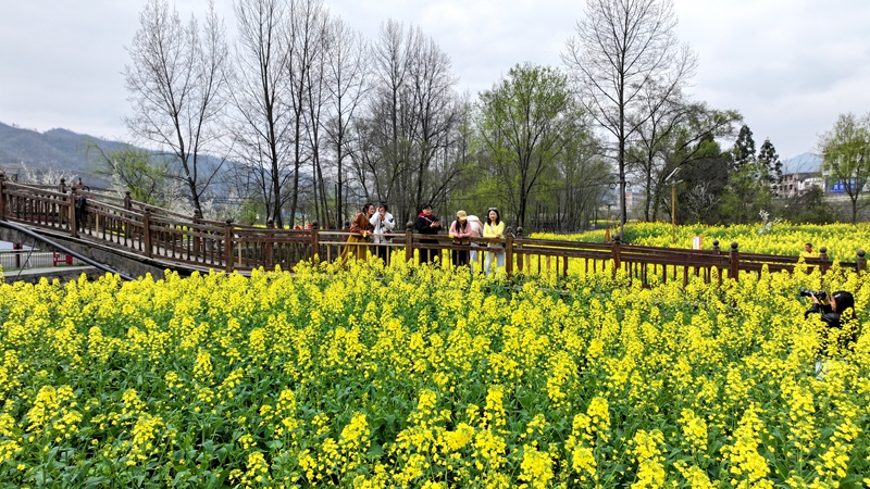 2026年3月11日，貴州省納雍縣寨樂鎮(zhèn)農(nóng)旅融合示范園內(nèi)，連綿起伏的油菜花競相綻放，將大地染成了一片金黃，繪就了一幅生機勃勃的春日畫卷。