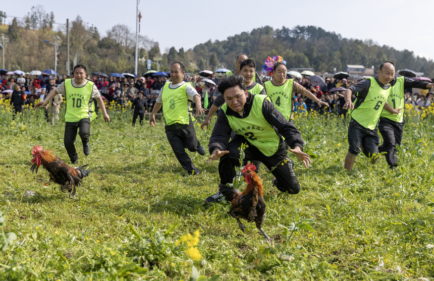 2026年月3月11日，在貴州省黔東南苗族侗族自治州施秉縣城關鎮上翁哨村，村民在參加捉雞趣味活動。