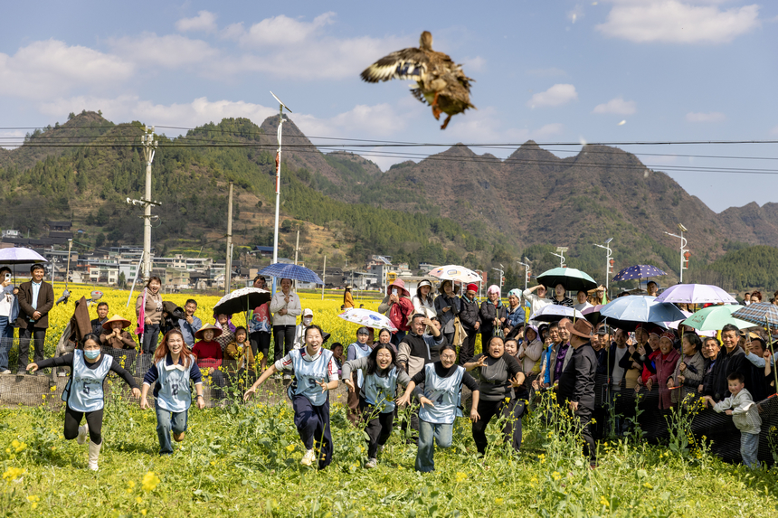 2026年月3月11日，在貴州省黔東南苗族侗族自治州施秉縣城關鎮上翁哨村，村民在參加抓鴨子趣味活動。