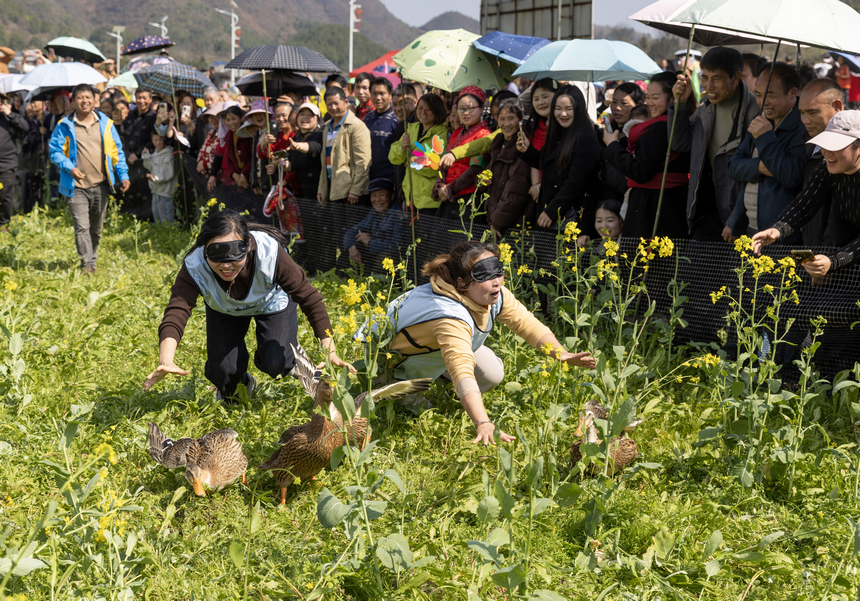 2026年月3月11日，在貴州省黔東南苗族侗族自治州施秉縣城關鎮上翁哨村，村民在參加抓鴨子趣味活動。