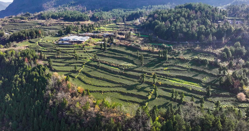 貴州印江：暖冬催新芽 26.5萬(wàn)畝茶園提早一周開采。
