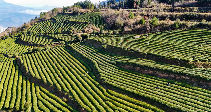 貴州印江：暖冬催新芽 26.5萬(wàn)畝茶園提早一周開采。
