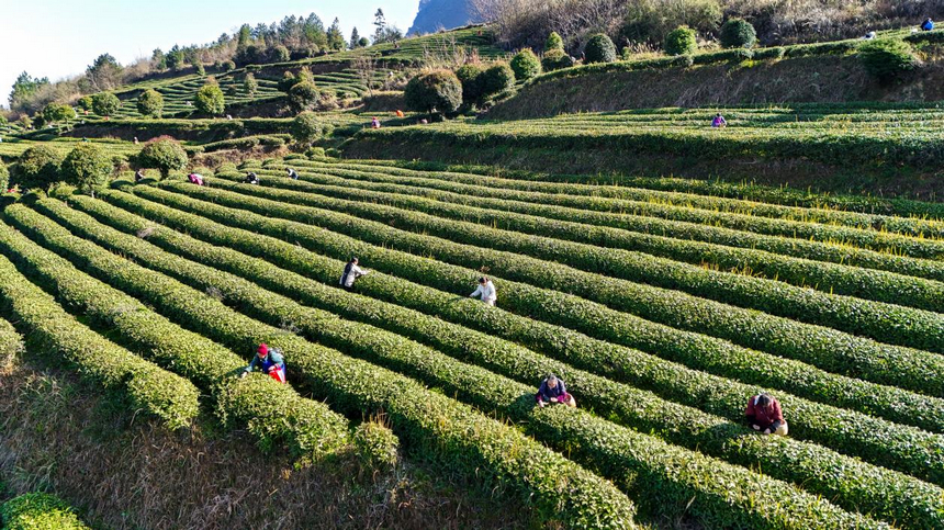 貴州印江：暖冬催新芽 26.5萬(wàn)畝茶園提早一周開采。