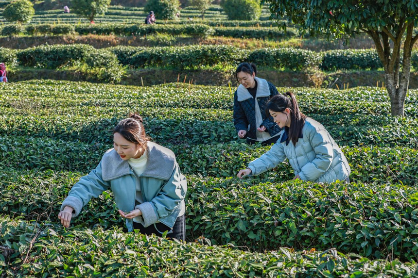 貴州印江：暖冬催新芽 26.5萬(wàn)畝茶園提早一周開采。
