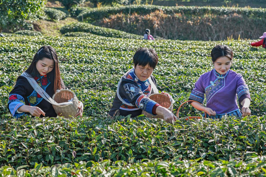 貴州印江：暖冬催新芽 26.5萬(wàn)畝茶園提早一周開采。