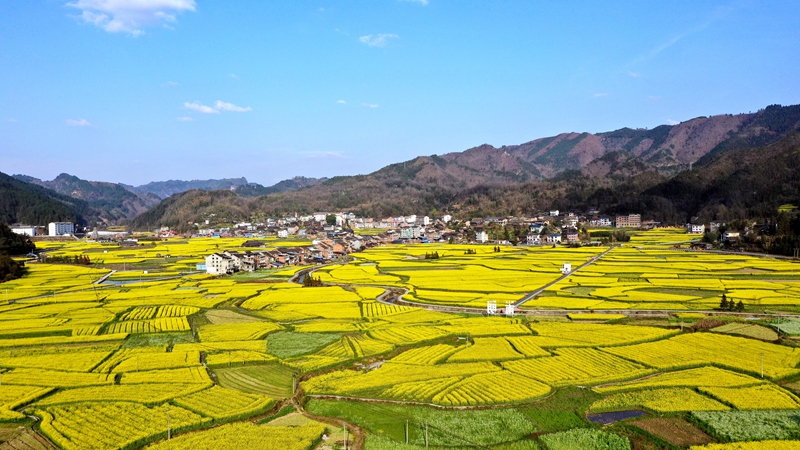 3月12日，劍河縣南明鎮南明大壩油菜花海航拍圖。（劍河縣融媒體中心供圖） (2)