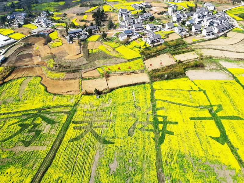 油菜花開(kāi)、鄉(xiāng)村景美。 