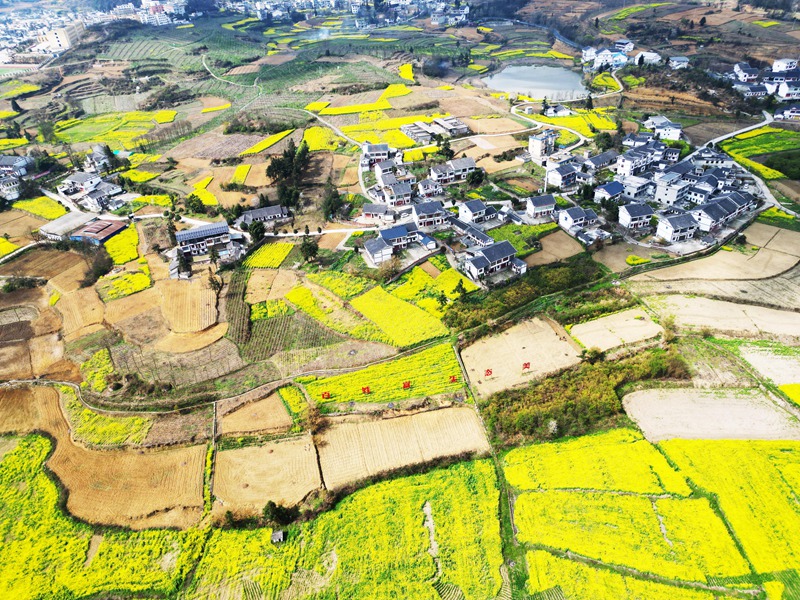 油菜花開(kāi)、鄉(xiāng)村景美。 