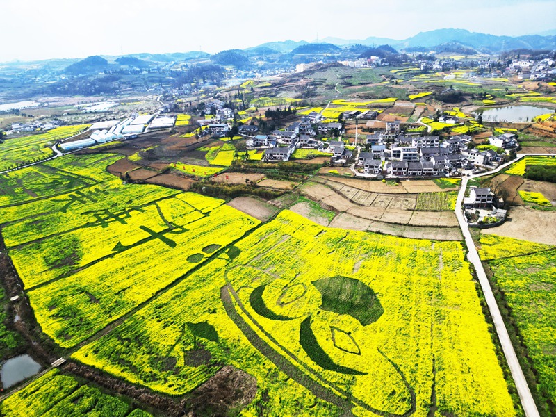 油菜花開(kāi)、鄉(xiāng)村景美。 