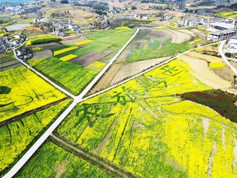 油菜花開(kāi)、鄉(xiāng)村景美。 
