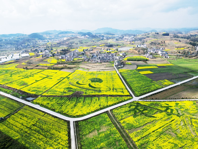 油菜花開(kāi)、鄉(xiāng)村景美。 