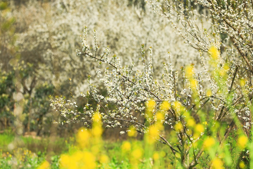 劍河縣柳川鎮鎮江村競相綻放的李花。劍河縣融媒體中心供圖