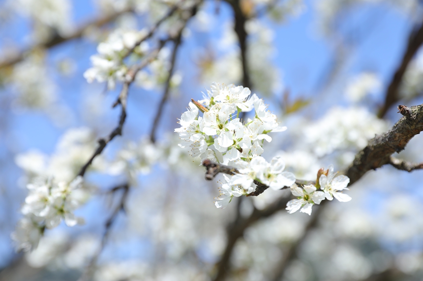 劍河縣柳川鎮(zhèn)鎮(zhèn)江村競相綻放的李花。劍河縣融媒體中心供圖