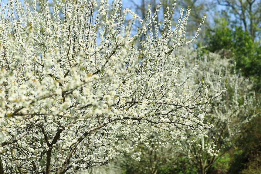 劍河縣柳川鎮鎮江村競相綻放的李花。劍河縣融媒體中心供圖