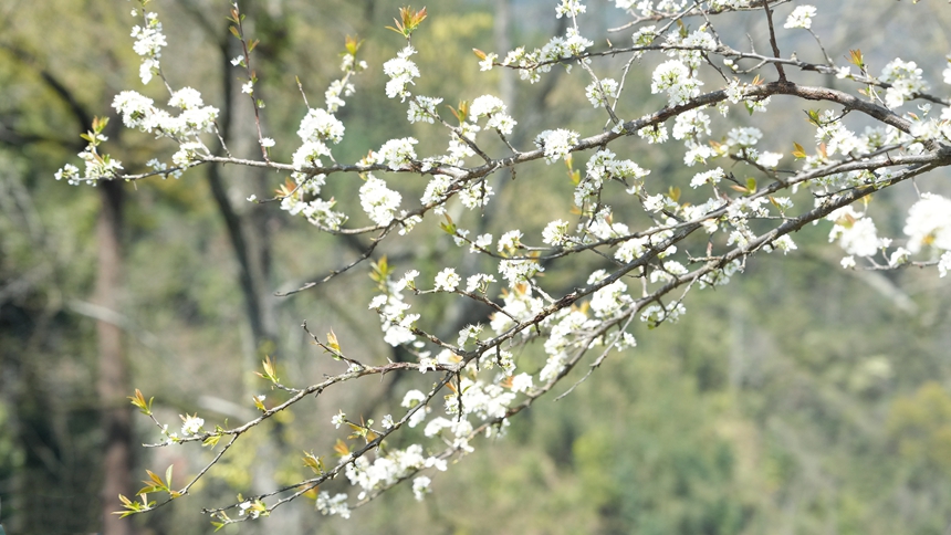 劍河縣柳川鎮鎮江村競相綻放的李花。劍河縣融媒體中心供圖