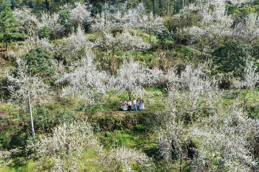 劍河縣柳川鎮鎮江村競相綻放的李花。劍河縣融媒體中心供圖