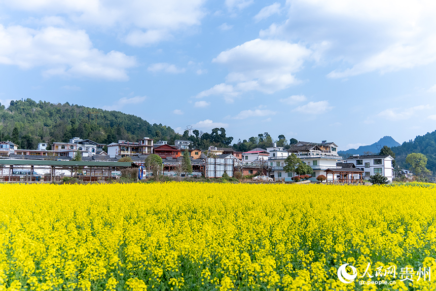 貴州省貴陽市烏當區新堡布依族鄉馬頭村盛開的油菜花。人民網記者 涂敏攝
