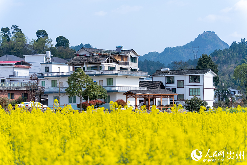 馬頭村內(nèi)盛開的油菜花與民居。人民網(wǎng)記者 涂敏攝