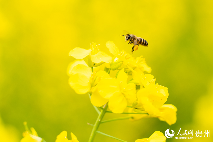 蜜蜂在油菜花田中采蜜。人民網(wǎng)記者 涂敏攝