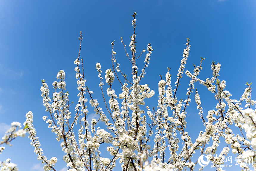 馬頭村內(nèi)盛開的李花。人民網(wǎng)記者 涂敏攝