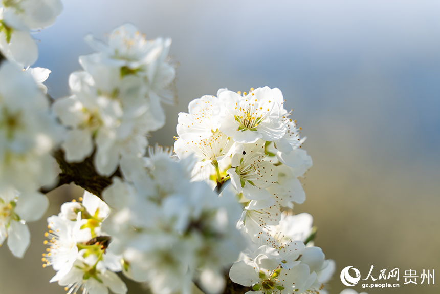 馬頭村內盛開的李花。人民網記者 涂敏攝