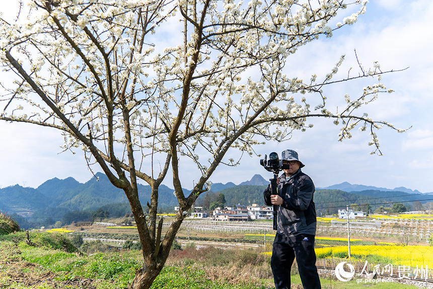 游客在李花樹下拍攝視頻。人民網記者 涂敏攝